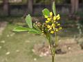 Indian Sweet Clover